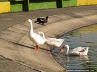 Los gansos blancos surgen de la laguna en el Parque Federation en Barinas. Venezuela, Sudamerica.