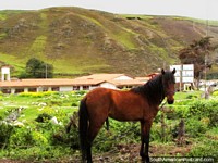 Um cavalo marrom que está com montanhas atrás em San Isidro de Apartaderos. Venezuela, América do Sul.