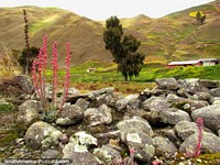 Plantas de la montaña rosadas introducidas en la roca alrededor de San Isidro de Apartaderos. Venezuela, Sudamerica.