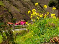 Uma casa da fazenda rosa com roda hidráulica de madeira, flores amarelas em primeiro plano, Cambote. Venezuela, América do Sul.