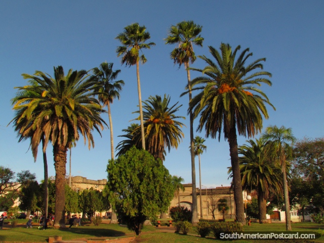 The sunny Plaza Jose Pedro Varela in Paysandu with tall palm trees. (640x480px). Uruguay, South America.