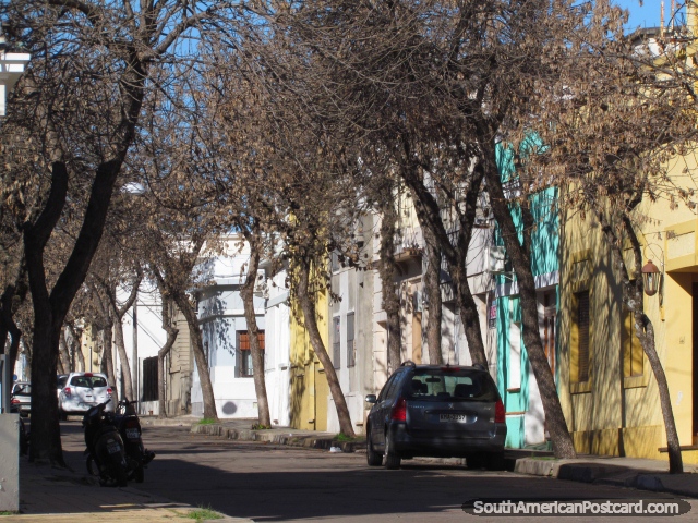 La arbolada calle y casas en Mercedes. (640x480px). Uruguay, Sudamerica.