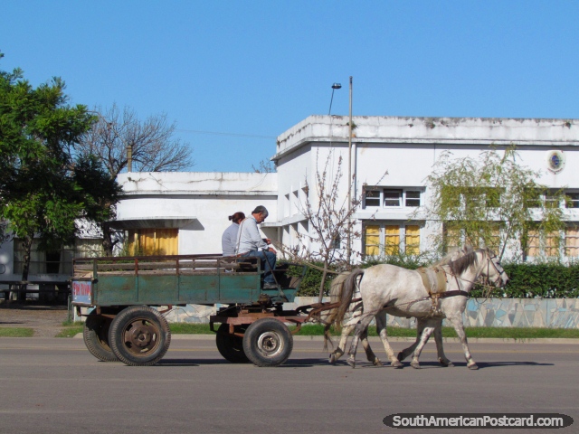 Os cavalos brancos puxam uma carreta no Mercedes. (640x480px). Uruguai, América do Sul.