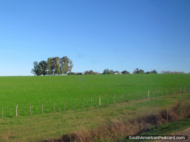 Green pastures heading south out of Mercedes. (640x480px). Uruguay, South America.