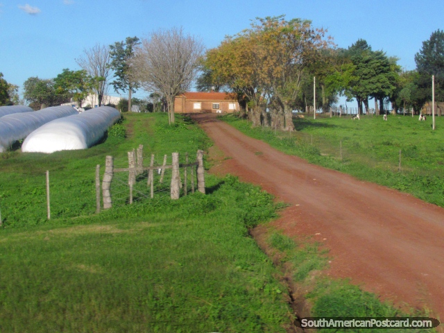 Estrada para carros que leva a uma casa da fazenda ao sul de Mercedes. (640x480px). Uruguai, América do Sul.