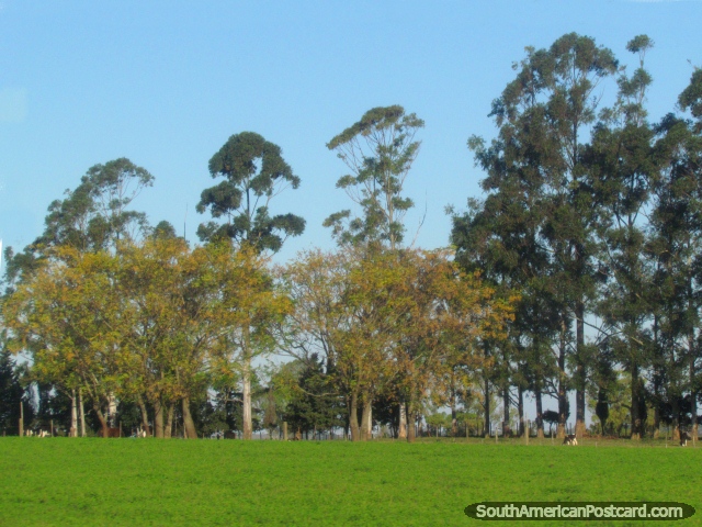 Una línea de árboles por una granja entre Mercedes y Dolores. (640x480px). Uruguay, Sudamerica.