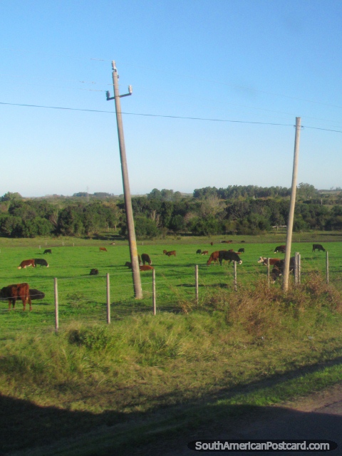 Vacas nas pastagens em terra ao sul de Mercedes. (480x640px). Uruguai, América do Sul.
