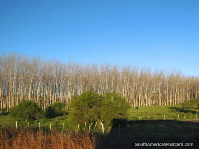 Uma linha grossa de árvores totais finas em terra entre Dolores e Palmira. (640x480px). Uruguai, América do Sul.