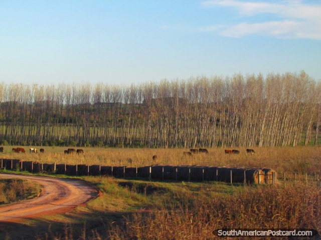 Balas del heno, línea de árboles, calzada y vacas, Dolores a Palmira. (640x480px). Uruguay, Sudamerica.
