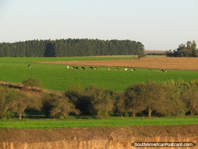 Terrenos e cores da zona rural entre Dolores e Palmira. (640x480px). Uruguai, Amrica do Sul.