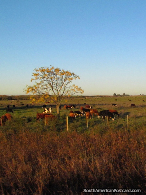Árbol amarillo que reluce, vacas que relucen y tierra entre Dolores y Palmira. (480x640px). Uruguay, Sudamerica.