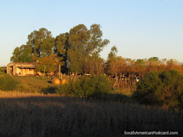 Uma bela pequena fazenda no caminho entre Dolores e Palmira. (640x480px). Uruguai, Amrica do Sul.
