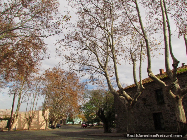 Altas árvores frondosas e casas históricas em volta de Bastião Bandera em Colônia. (640x480px). Uruguai, América do Sul.