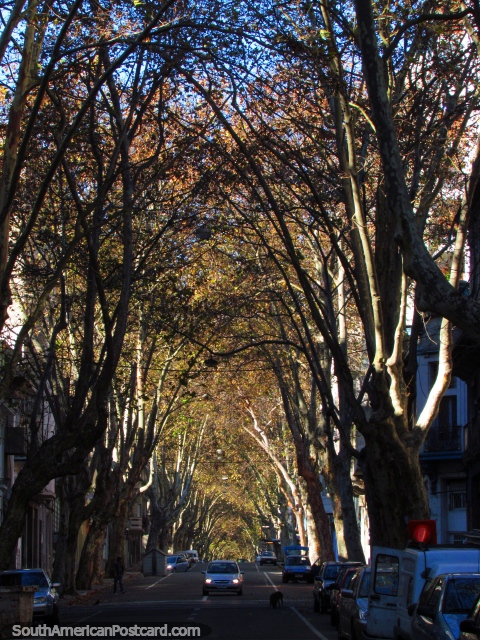 Una calle sombreada bordada de árboles hermosa en Montevideo. (480x640px). Uruguay, Sudamerica.