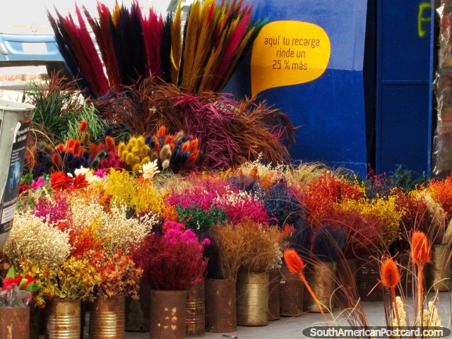 Flores secas coloreadas en los mercados del Domingo en Montevideo. (640x480px). Uruguay, Sudamerica.