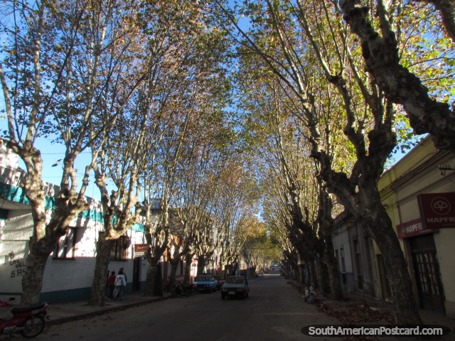 Uma rua frondosa arborizada em Durazno. (640x480px). Uruguai, América do Sul.