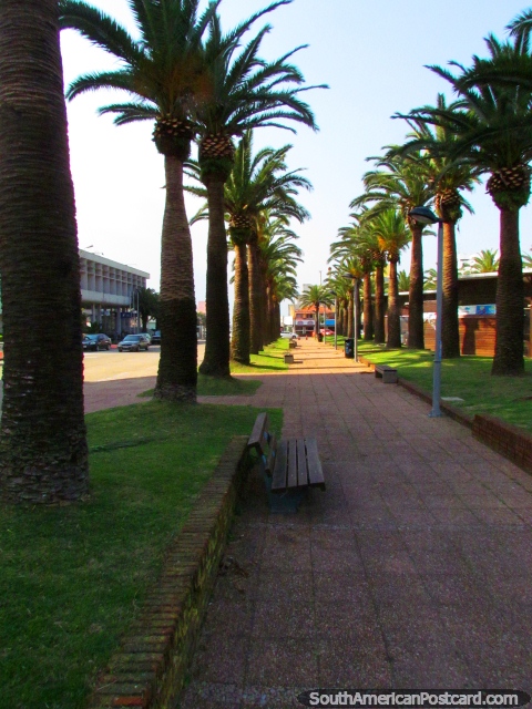 Palm trees around the outside of Plaza General Artigas in Punta del Este. (480x640px). Uruguay, South America.