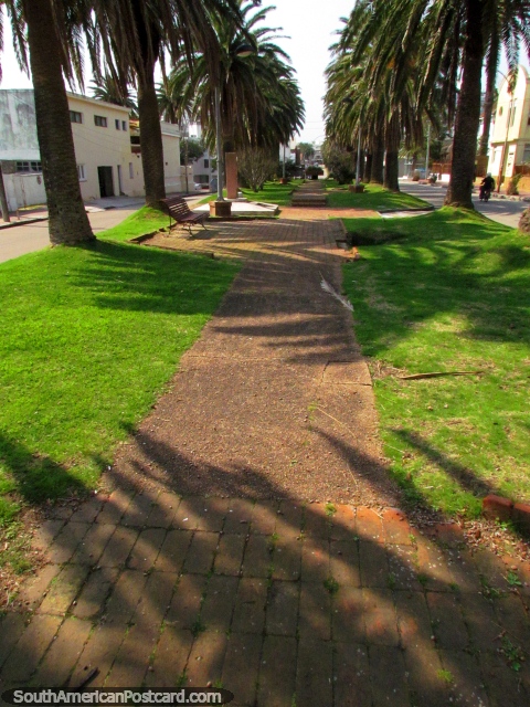 Una plaza con palmeras e hierba en Punta del Este. (480x640px). Uruguay, Sudamerica.