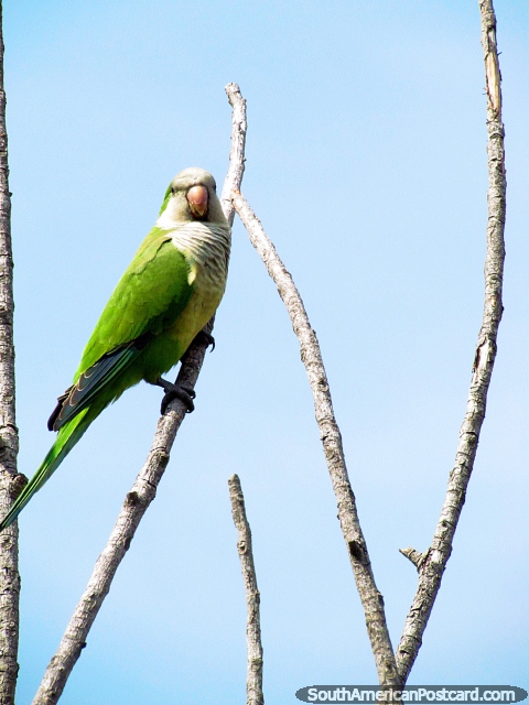 Green and white parakeet in a tree in Punta del Este. (480x640px). Uruguay, South America.