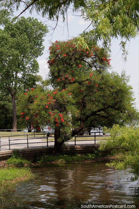 Beautiful large tree with red flowers on the riverfront in Mercedes. (480x720px). Uruguay, South America.