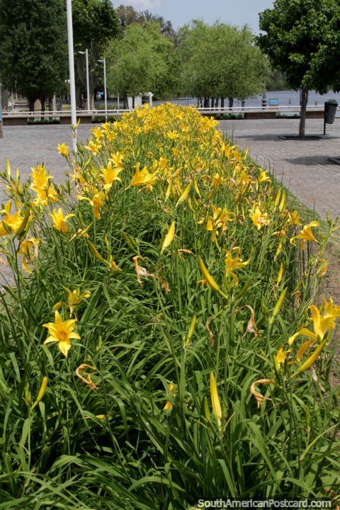 Row of yellow flowers and distant trees along the riverfront in Mercedes. (480x720px). Uruguay, South America.