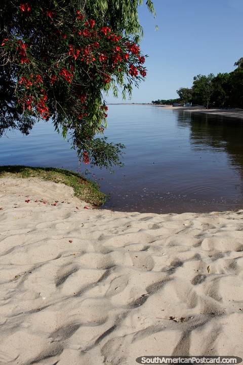 As flores vermelhas suspendem acima das areias brancas junto do Rio Plata em Carmelo. (480x720px). Uruguai, América do Sul.