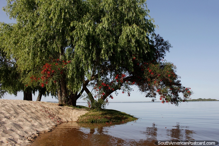 Un bonito lugar para nadar y relajarse bajo un árbol en la Playa Sere en Carmelo. (720x480px). Uruguay, Sudamerica.