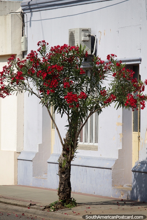A árvore com flores vermelhas ilumina a calçada do lado de fora de uma casa em Carmelo. (480x720px). Uruguai, América do Sul.