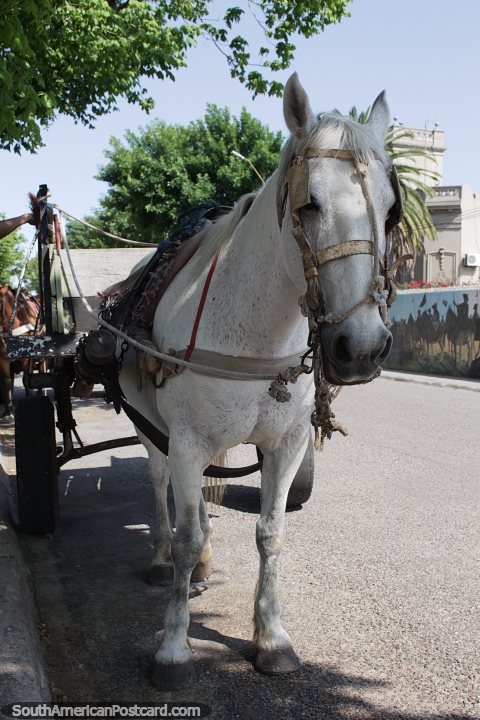 White horse with cart rests in the shade beside Plaza Artigas in Carmelo. (480x720px). Uruguay, South America.