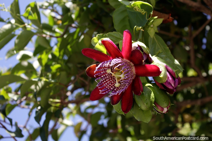 Large purple, yellow and red flower opens up above the street in Colonia. (720x480px). Uruguay, South America.
