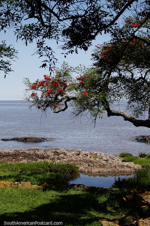 Tree with red flowers, around the rocks and river near San Miguel Bastion in Colonia. (480x720px). Uruguay, South America.
