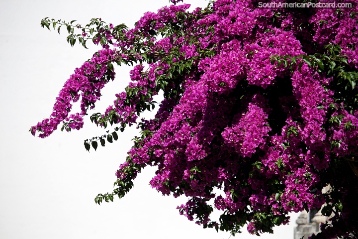 Magenta flowers grow out above the street in Colonia, a very colorful place. (720x480px). Uruguay, South America.