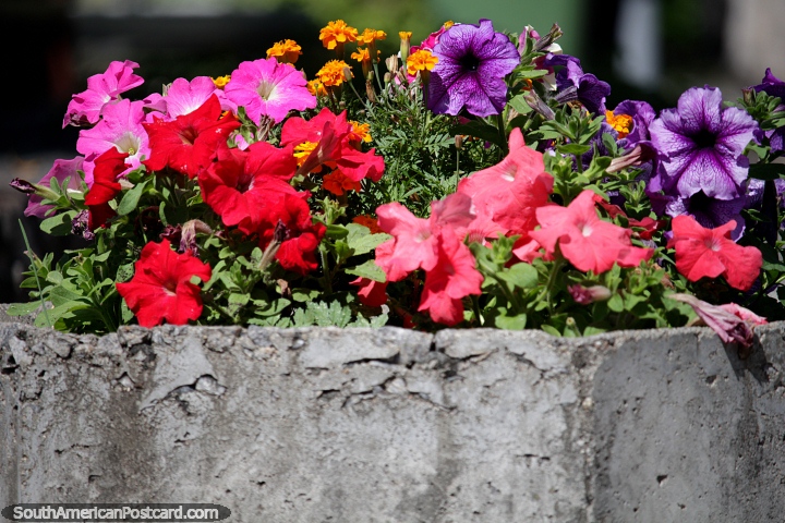 Red, pink, orange and purple, bright colored flowers in large pots at the yacht port in Colonia. (720x480px). Uruguay, South America.