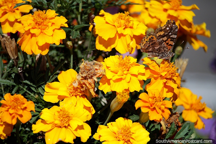 Mariposa visita algunas flores de color naranja y amarillo brillante en el puerto de yates en Colonia. (720x480px). Uruguay, Sudamerica.
