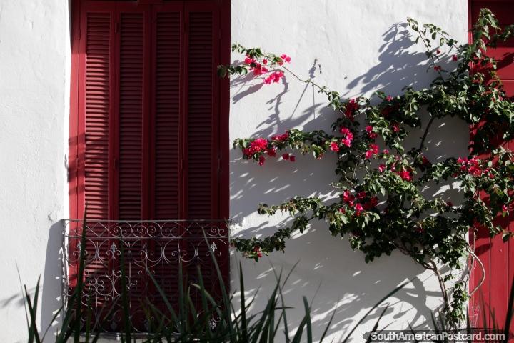 Wooden window shutters with iron barrier, flowers grow up the front of this beautiful house in Montevideo. (720x480px). Uruguay, South America.