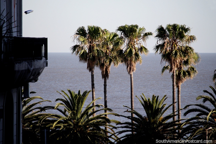 Vista de palmeras altas y delgadas y el mar en una calle lateral de Montevideo, parpadea y te lo perders. (720x480px). Uruguay, Sudamerica.