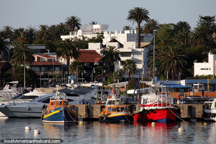 Colorful boats moored, luxury accommodations and a jungle of palm trees in Punta del Este. (720x480px). Uruguay, South America.