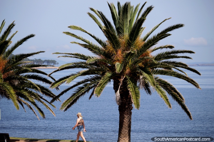 Hermosa gran palmera frente a la playa de Mansa, el lado tranquilo del punto en Punta del Este. (720x480px). Uruguay, Sudamerica.