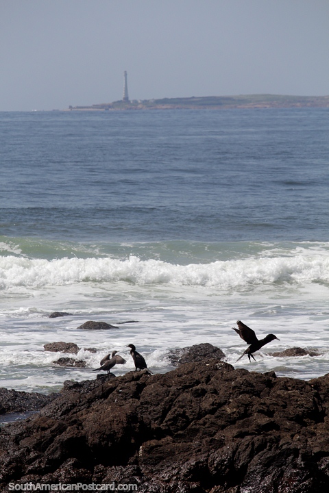 Aves marinas en las rocas y el faro distante en la punta de Punta del Este. (480x720px). Uruguay, Sudamerica.
