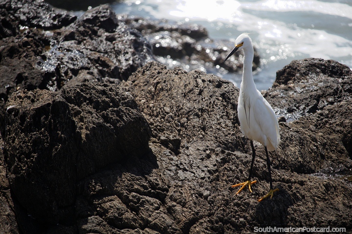 Cigüeña blanca en las rocas junto al mar en la playa Brava en Punta del Este. (720x480px). Uruguay, Sudamerica.