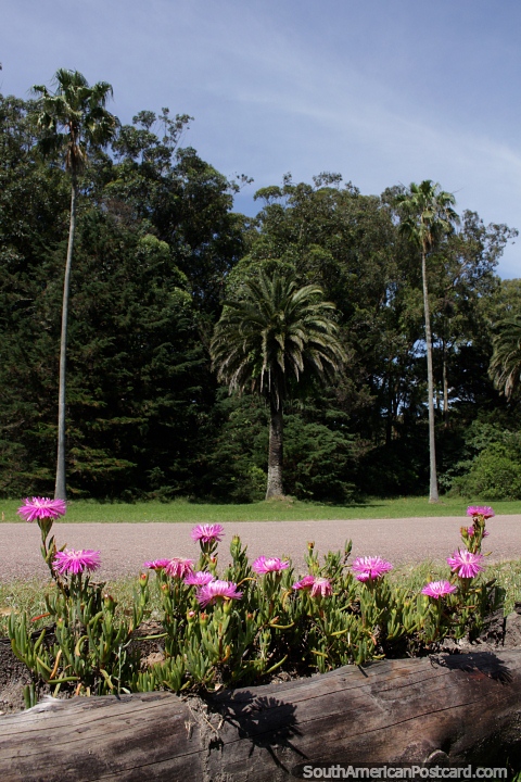 Parque nacional Santa Teresa com belas flores e árvores perto da entrada, Punta do Diablo. (480x720px). Uruguai, América do Sul.