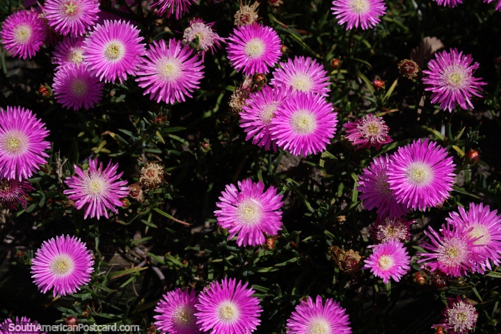 Uma tabela de flores purpúreas e um dia lindo no parque nacional perto de Punta do Diablo. (720x480px). Uruguai, América do Sul.