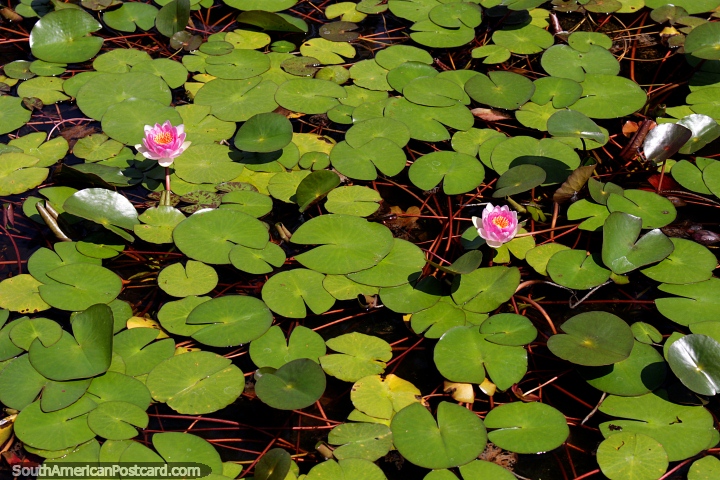Pink flowers grow from a lily pond at Santa Teresa National Park, Punta del Diablo. (720x480px). Uruguay, South America.