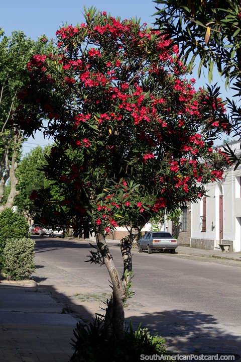 Uma árvore, mas belo um com flores vermelho-vivas em uma rua em Treinta e Tres. (480x720px). Uruguai, América do Sul.