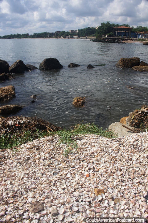 Shells on the seashore and rocks in the shallow waters in Higuerote ...
