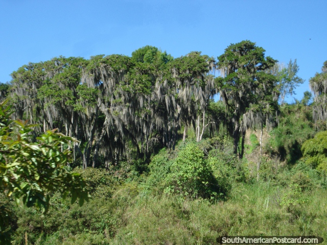 rvores barbadas na estrada Transandina, saindo de Mrida. (640x480px). Venezuela, Amrica do Sul.