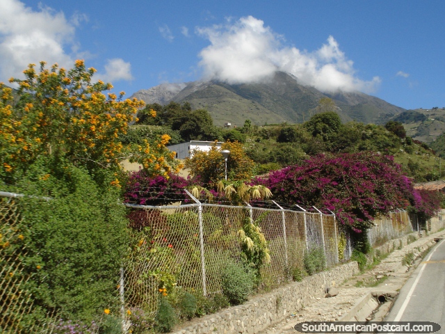 Flores purpreas e amarelas, rvores verdes e montanhas, El Paramo, Mrida. (640x480px). Venezuela, Amrica do Sul.