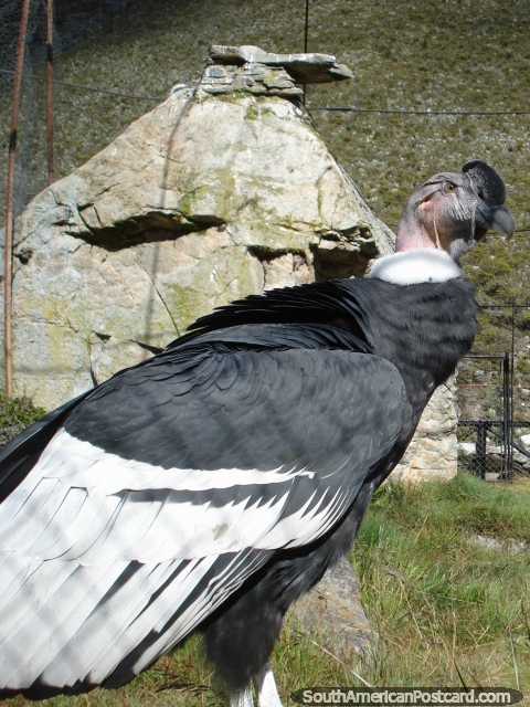 Este cóndor vive en un recinto grande en el Collado del Condor en Mérida. (480x640px). Venezuela, Sudamerica.