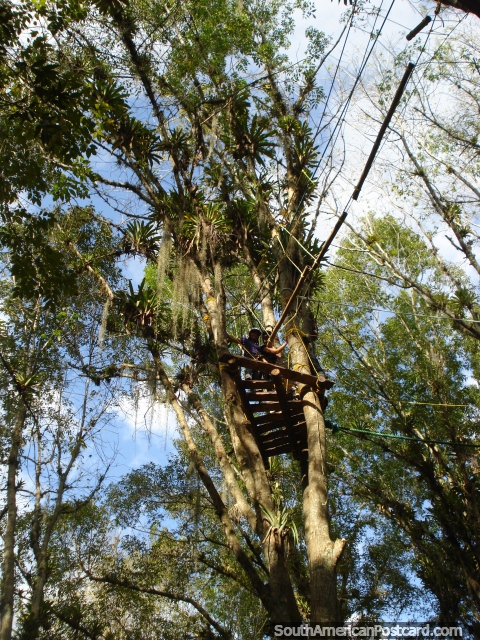 Alto nas rvores em uma plataforma em Jardin Botanico de Merida. (480x640px). Venezuela, Amrica do Sul.