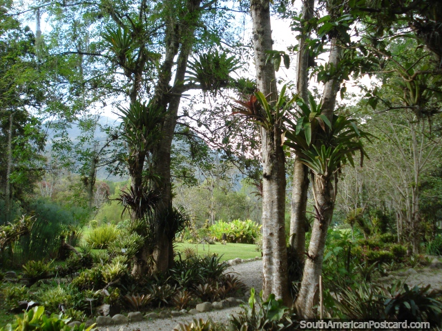 Pathways and trees at Jardin Botanico de Merida. (640x480px). Venezuela, South America.